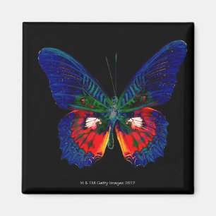 Aimant Papillon coloré avec fond noir 2