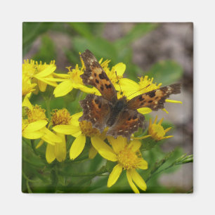 Aimant Papillon Comma dans le parc national des Glaciers