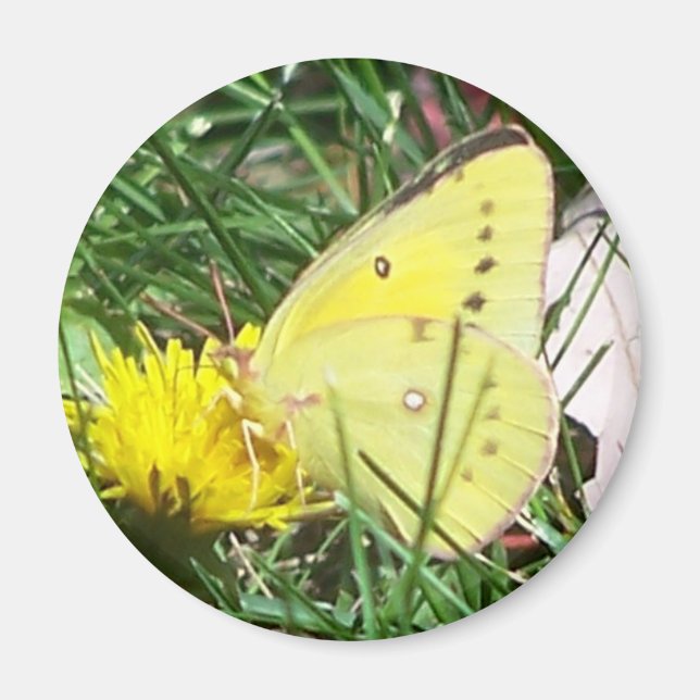 Aimant Papillon Dandelion (Devant)