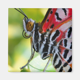 Aimant Papillon de la Dame peinte