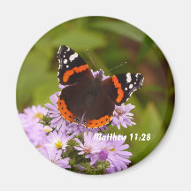 Papillon de l'amiral rouge