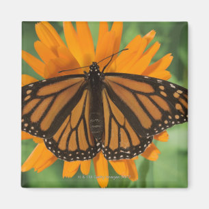 Aimant Papillon de monarque (plexippus de Danaus) sur le
