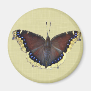 Aimant Papillon en deuil - Nymphalis antiopa