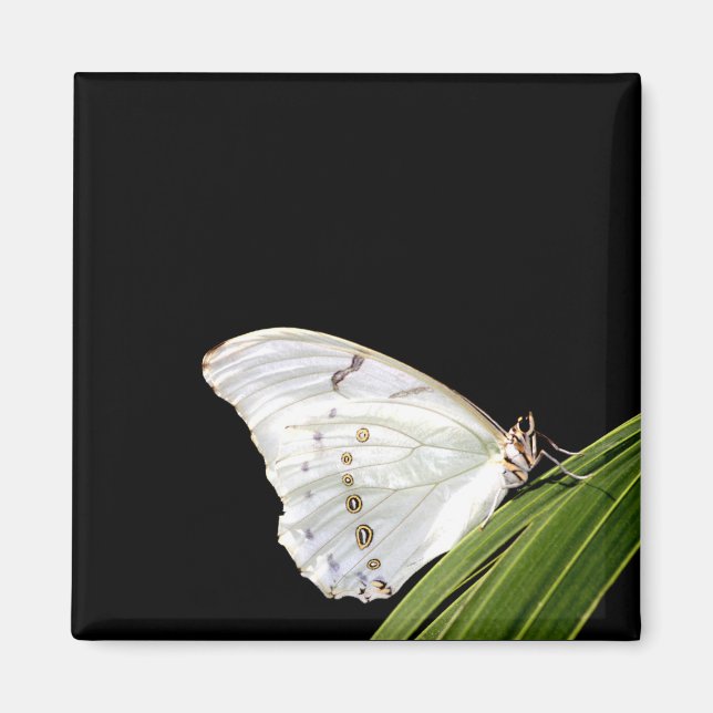 Aimant Papillon Morpho blanc sur feuille (Devant)