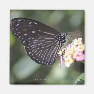 Aimant Papillon noir et bleu sur la fleur