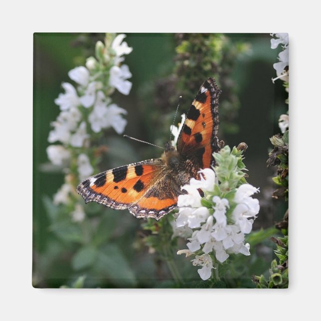 Aimant Papillon orange et fleurs blanches (Devant)