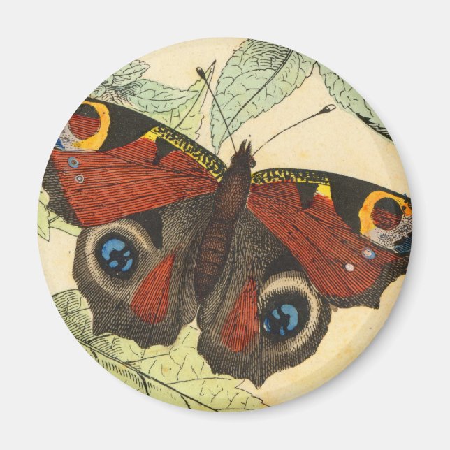 Aimant Papillon Peacock (Devant)