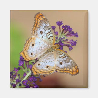 Aimant Papillon Peacock blanc sur Fleurs violettes