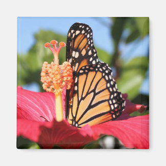 Aimant Papillon sur Hibiscus