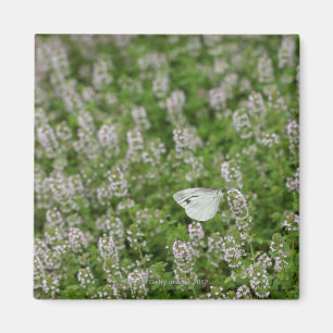 Aimant Papillon sur le thym de rampement
