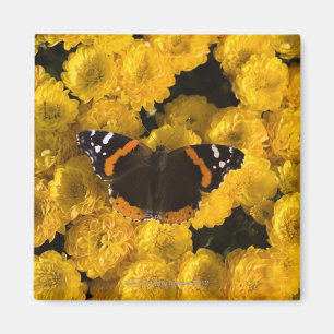 Aimant Papillon sur les asters jaunes