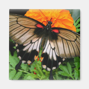 Aimant Papillon Swallowtail