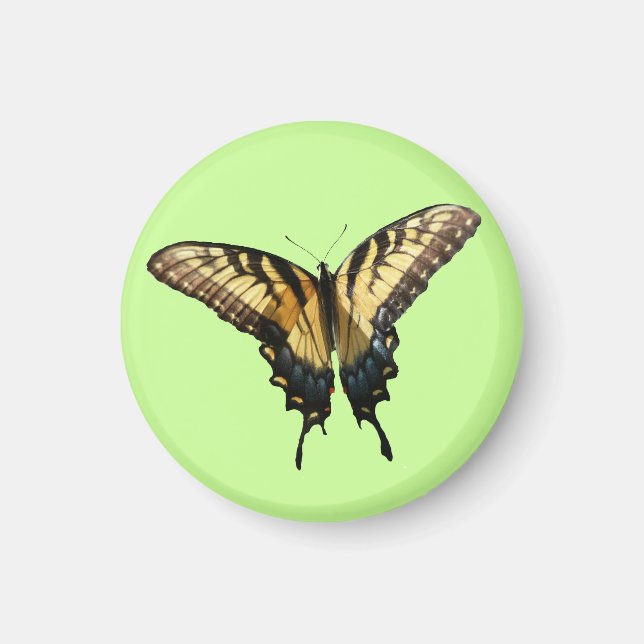 Aimant Papillon Swallowtail III Belle photo colorée (Devant)