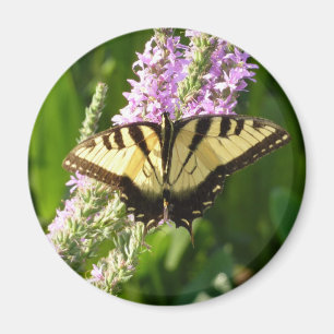 Aimant Papillon Swallowtail sur Fleurs sauvages pourpres