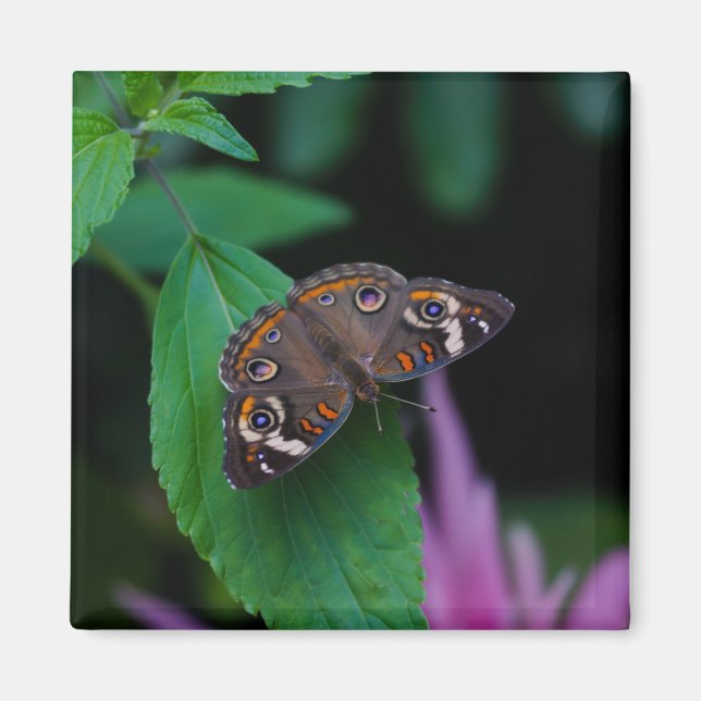 Aimant Papillon tacheté (Devant)