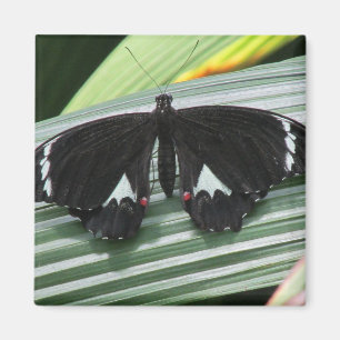 Aimant Papillon tropical noir et blanc