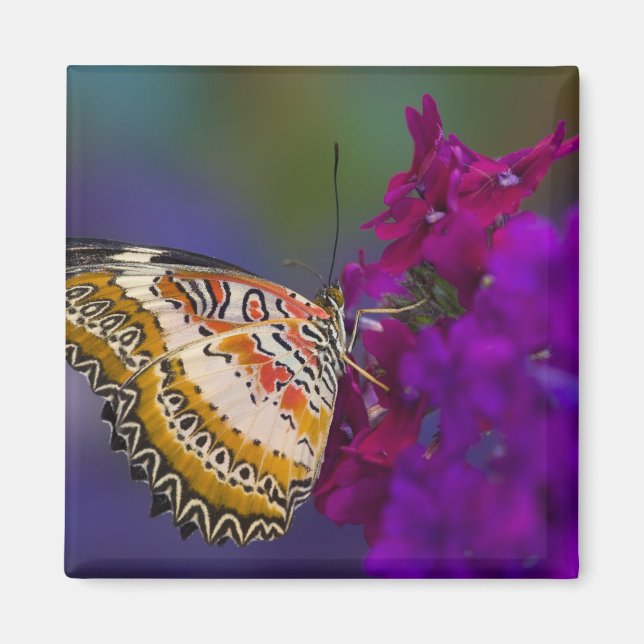 Aimant Papillon Tropical sur Fleurs Violettes (Devant)
