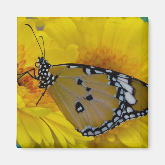 Aimant Papillons tropicaux (Devant)