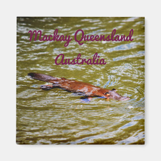 AIMANT PARC NATIONAL DE PLATYPUS EUNGELLA AUSTRALIE