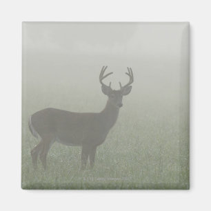 Aimant Parc national des Great Smoky Mountains, Tennesse,