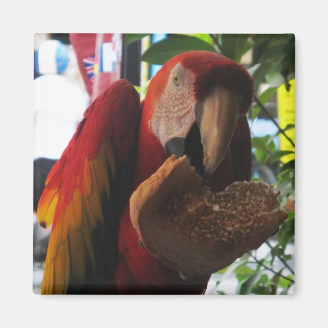 Aimant Parrot Macaw Scarlet Manger Toast (Devant)