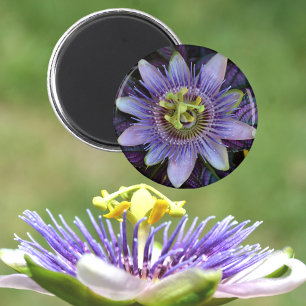 Aimant Passiflora violet Fleur de passion