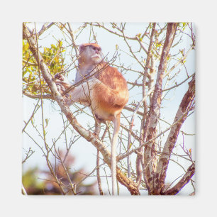 Aimant Patas est au sommet d'un arbre
