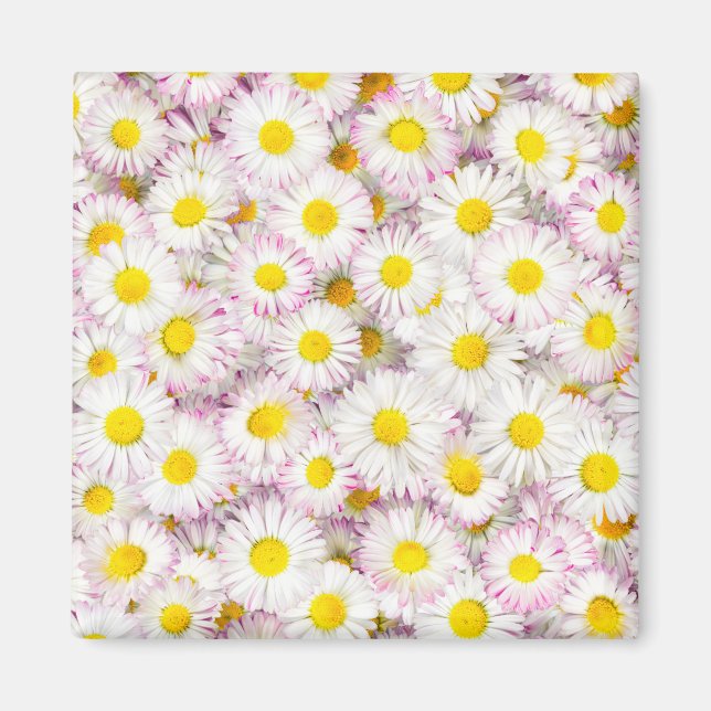 Aimant Patters Pink Purple Daisy Flower (Devant)