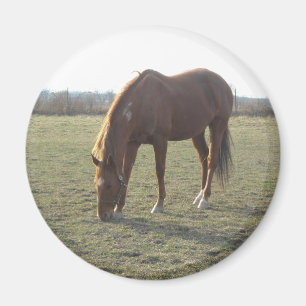 Aimant Pâturage des chevaux de ferme