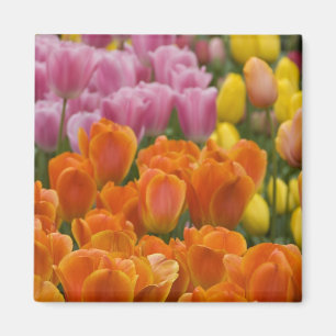 Aimant Pays-Bas aka Holland), Lisse. Keukenhof 4