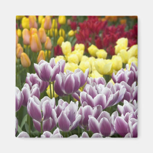 Aimant Pays-Bas aka Hollande), Lisse. Keukenhof 3