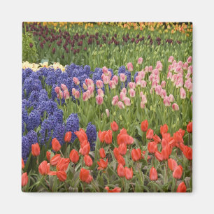 Aimant Pays-Bas aka Hollande), Lisse. Keukenhof 8
