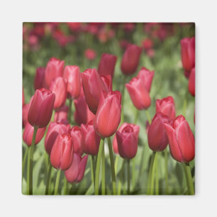 Aimant Pays-Bas (alias Holland), Lisse. Keukenhof 4