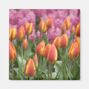 Aimant Pays-Bas (aussi appelé Hollande), Lisse. Keukenhof