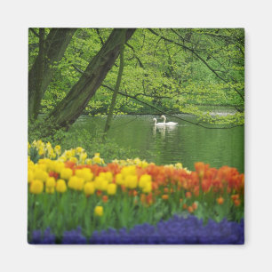 Aimant Pays-Bas, Lisse. Cygnes blancs sur étang au milieu