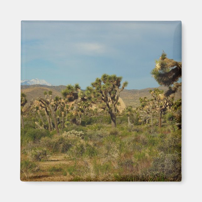 Aimant Paysage désertique du parc national de Joshua Tree (Devant)
