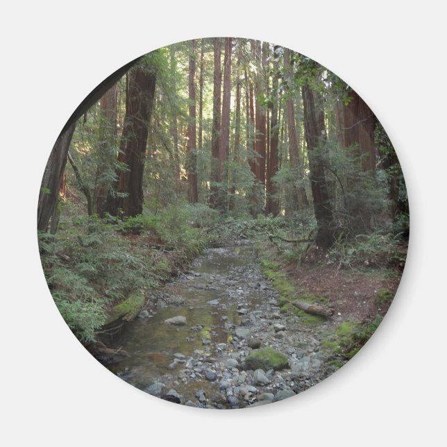 Aimant Paysage forestier du ruisseau de Muir Woods (Devant)