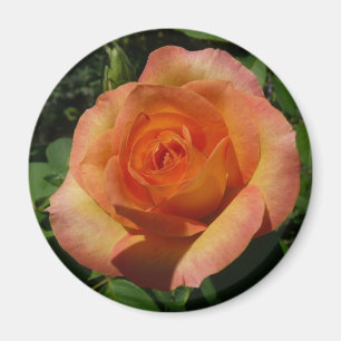 Aimant Peach Rose Orange Floral Photographie