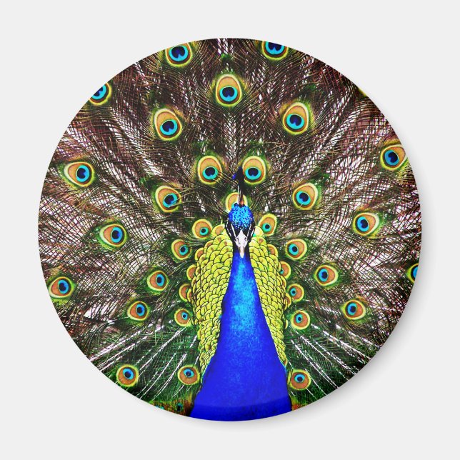 Aimant Peacock (Devant)