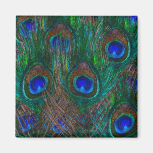 Aimant Peacock Coloré Plumes Etching Style