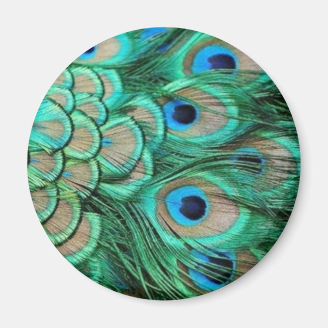 AIMANT PEACOCK FEATHERS (Devant)