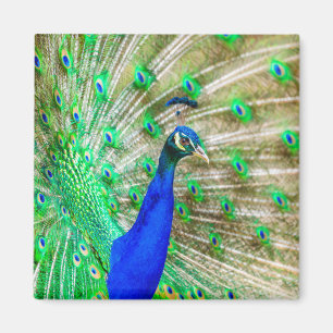Aimant Peacock Plumage