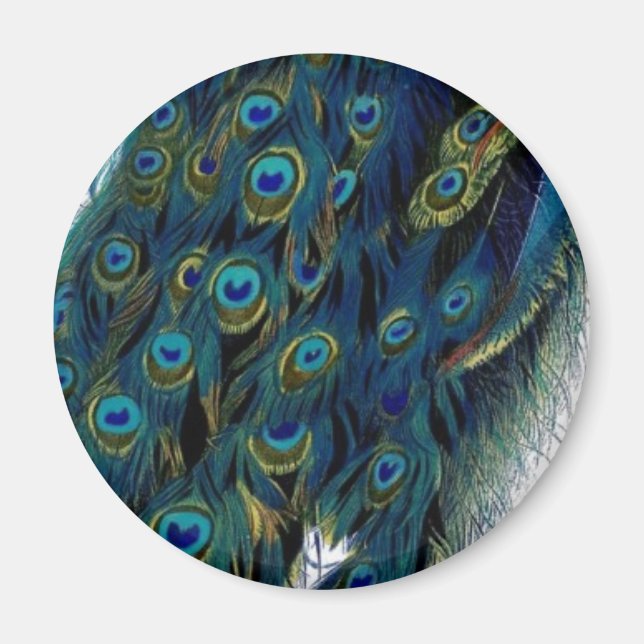 Aimant Peacock vintage (Devant)