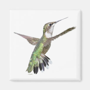 Aimant Peinture des colibris de Berylline