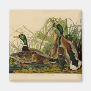 Aimant Peinture d'oiseaux de Mallard Duck Audubon