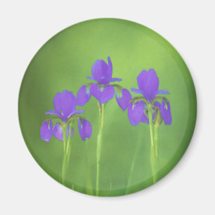 Aimant Peinture Iris Violet - Art Fleur Originale