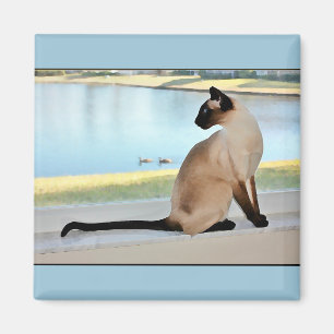 Aimant Peinture paisible de chat siamois