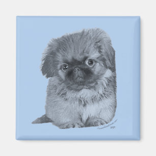 Aimant Pékinois chiot bleu