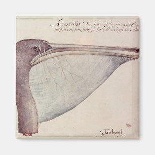 Aimant Pelican, c.1590