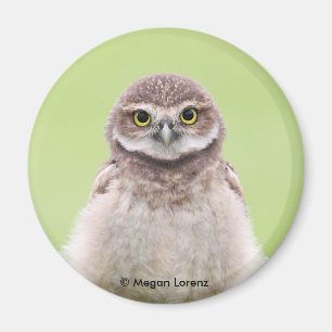 Aimant pelucheux de jeune hibou